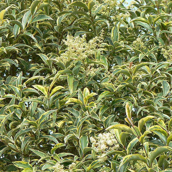 Troène du Japon Panaché (Ligustrum Japonicum 'Excelsum Superbum')