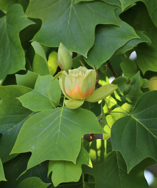 Tulipier de Virginie (Liriodendron Tulipifera)