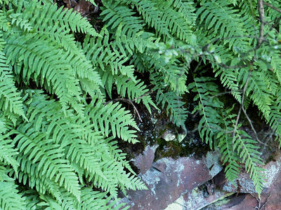 Fougères (Polypodium Vulgare)