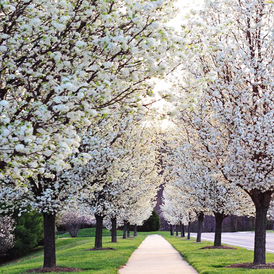 Poirier à fleurs (Pyrus Calleryana Chanticleer) Les Plantes Ilede — free download
