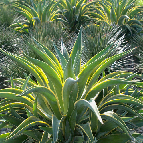 Agave panaché (Agave Variegata)