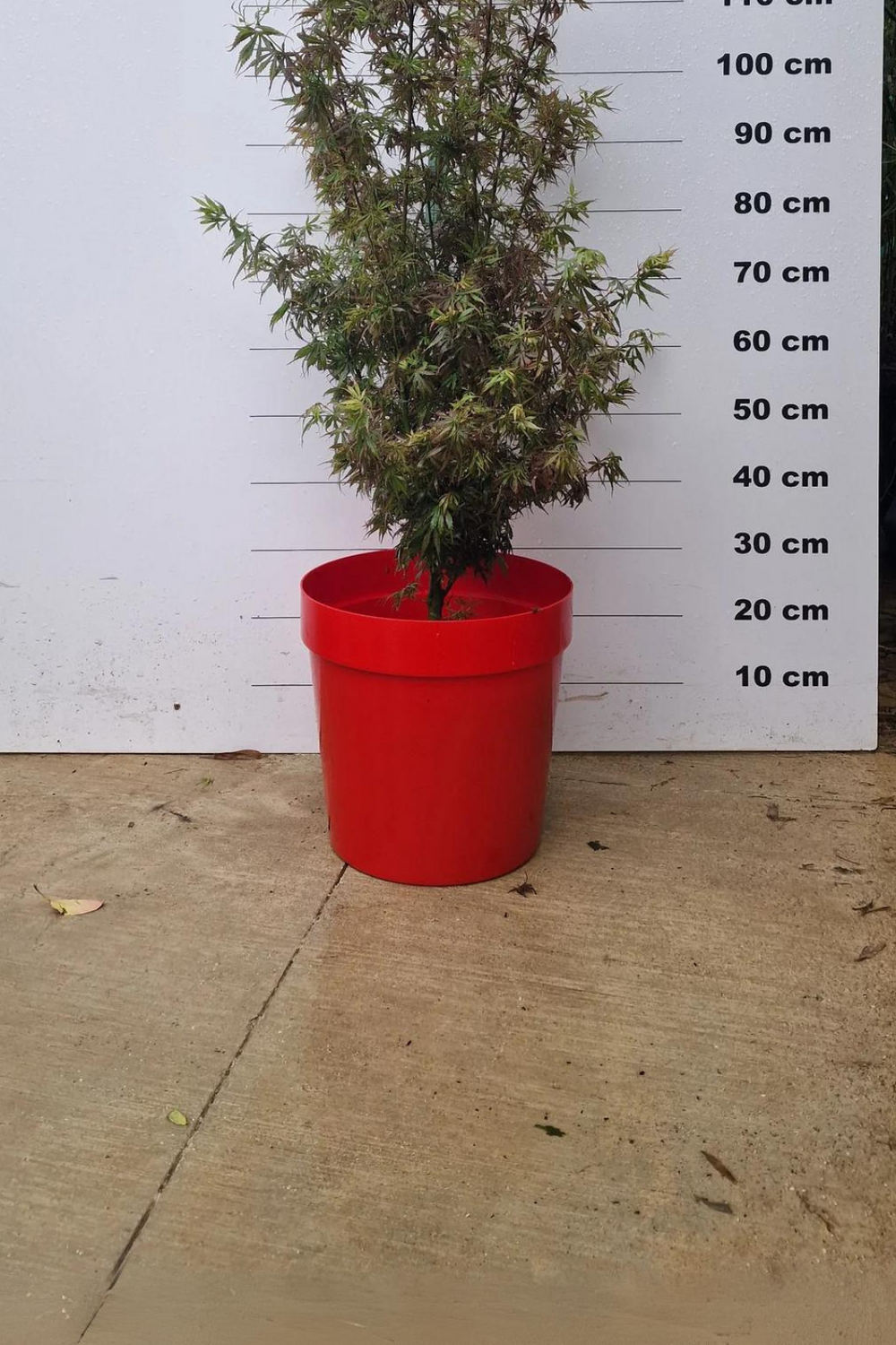 Pot Venezia - 25L