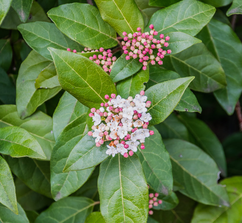 Laurier-tin ( Viburnum tinus )