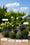 Image to render