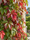 Image to render