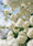 Image to render