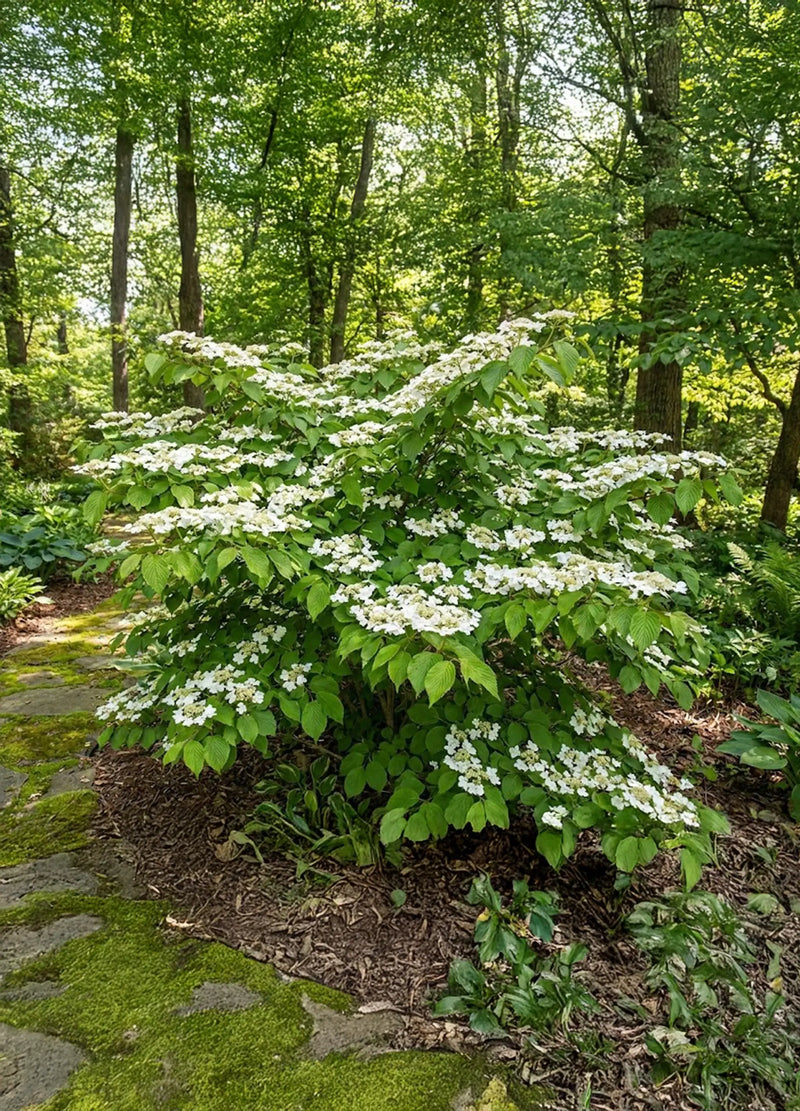Viorne de Chine (Viburnum Plicatum Shasta)