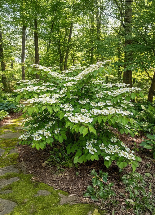 Viorne de Chine (Viburnum Plicatum Shasta)