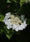 Image to render