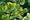 Image to render