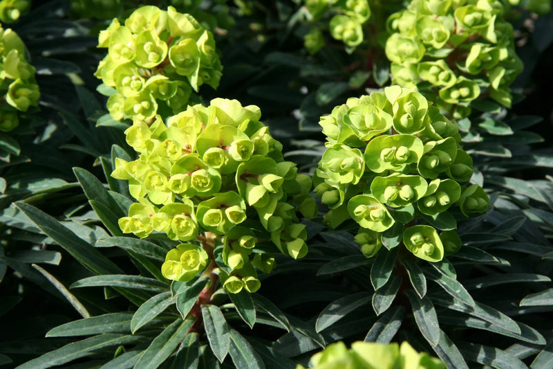 Euphorbe Redwing 'Charam'