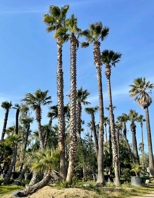 Palmier du Mexique à multi-troncs