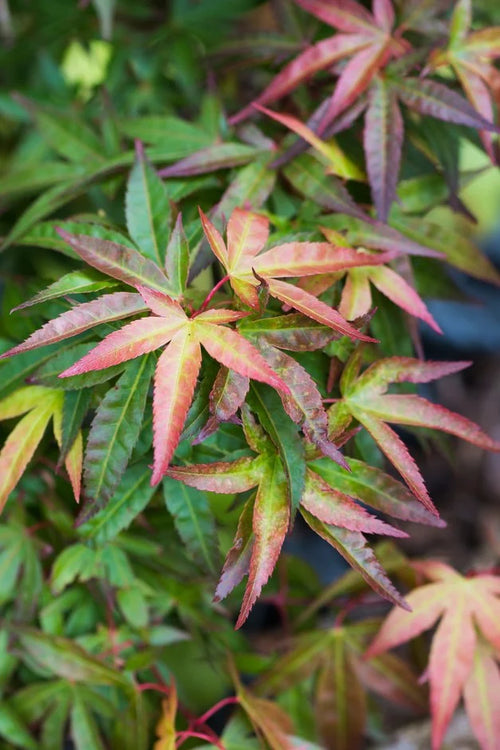 Acer Palmatum 'Redwine'