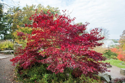 Acer Palmatum ‘Fireglow’