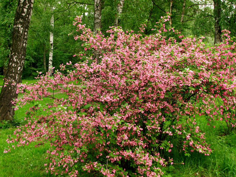 Weigelia à feuilles panachées (Weigela x Florida Rosea)