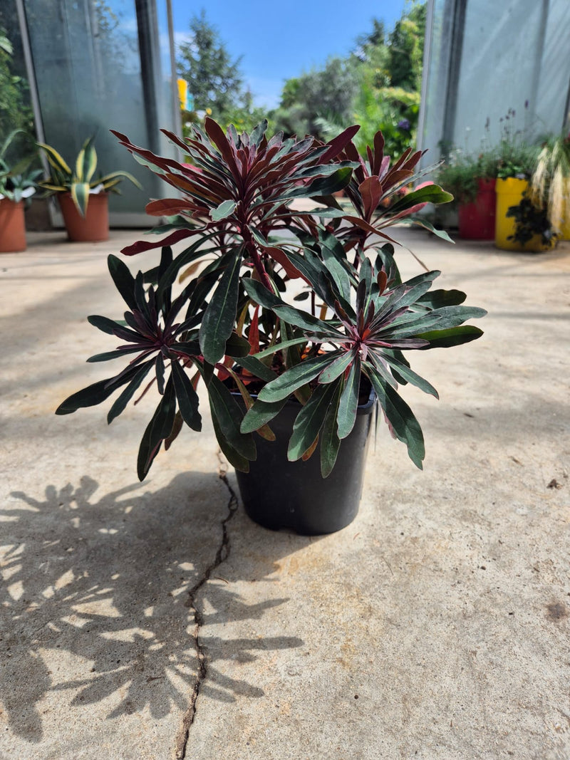 Euphorbe (characias Miners Merlot)