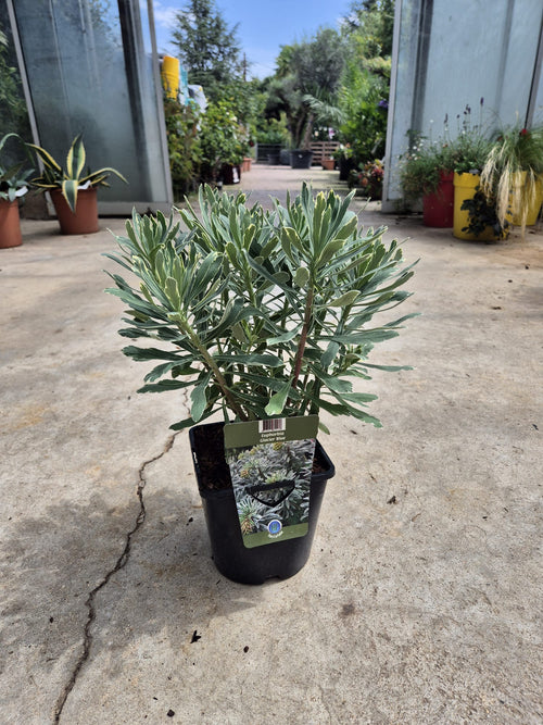 Euphorbe (characias Glacier Blue)