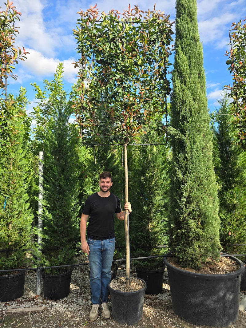 Photinia Red Robin (Palissade)