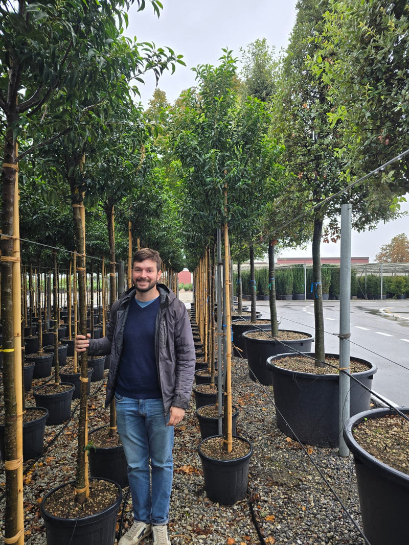 Laurier du Portugal en tige (Prunus lusitanica)