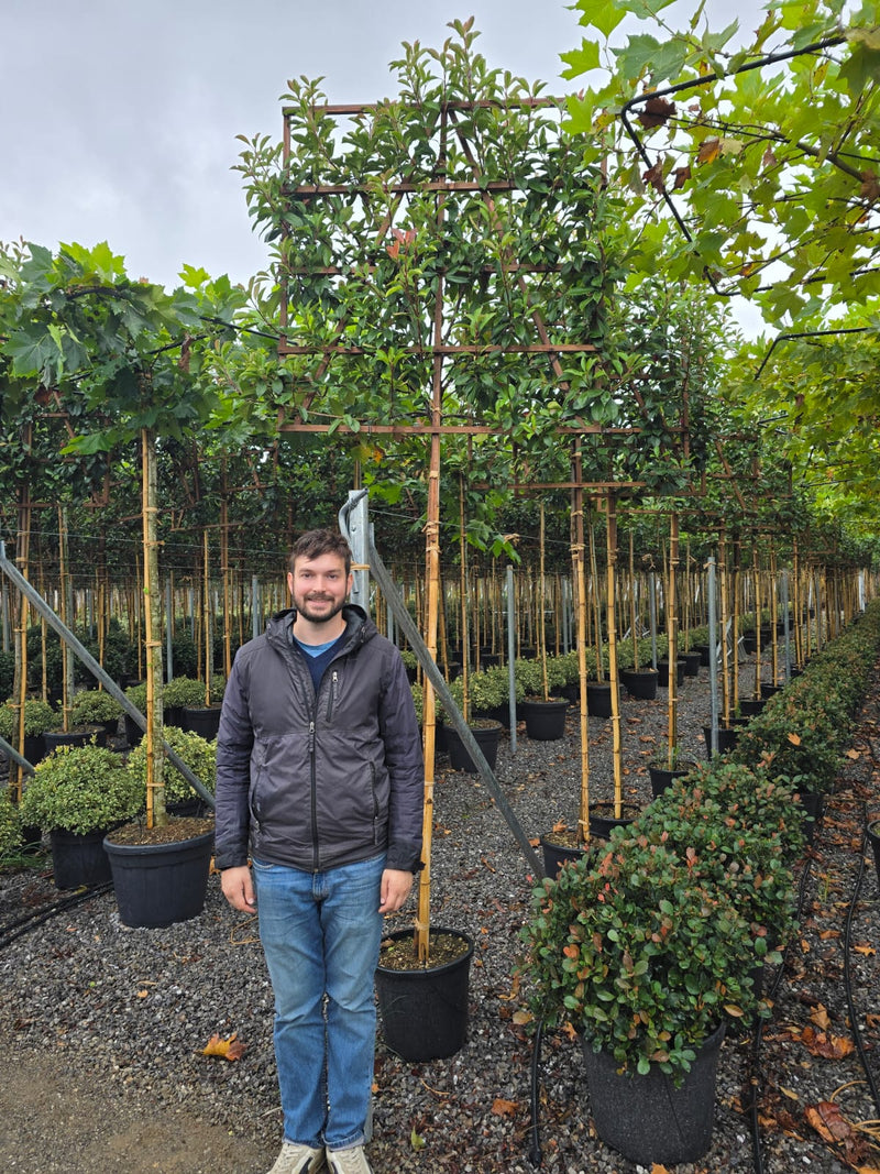 Photinia Red Robin (Palissade)