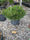 Image to render