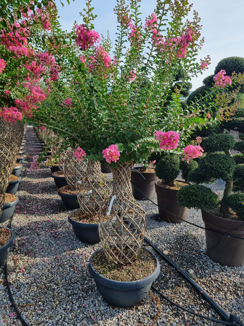 Lilas des indes tressé (Lagerstroemia)