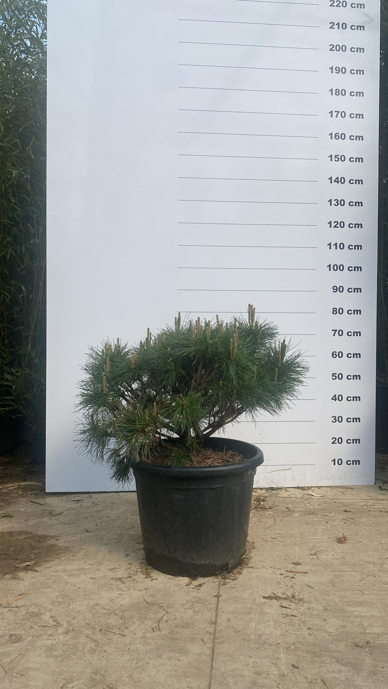 Pin noir (Pinus Nigra)