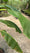 Image to render