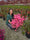 Image to render