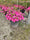 Image to render