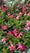 Image to render