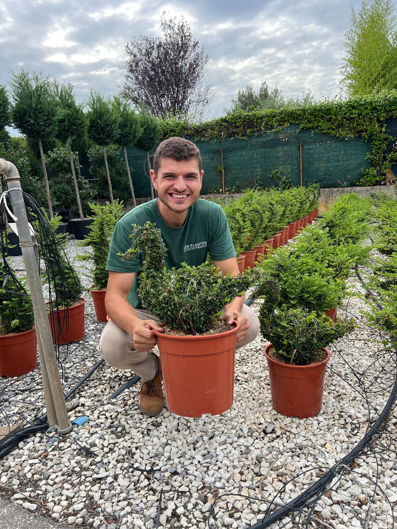 Ilex crenata forme "spéciale"