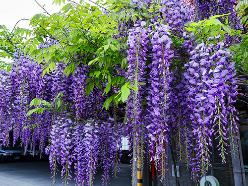 Glycine Centenaire