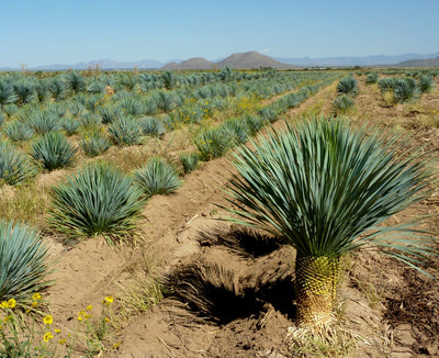 Yucca (Yucca Rostrata)