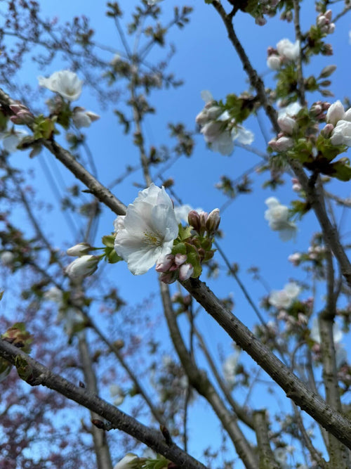 Cerisier à fleurs en tige (Prunus serrulata Tai-haku)