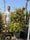 Image to render