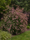 Image to render