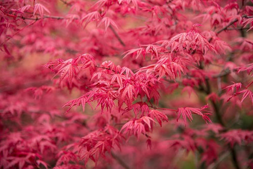 Acer Palmatum Atropurpureum