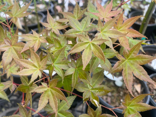 Acer Palmatum Deshojo