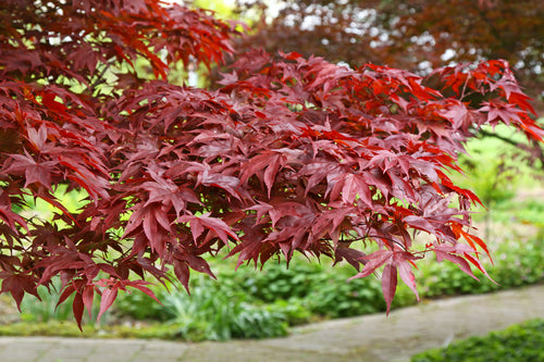 Acer Palmatum ‘Fireglow’