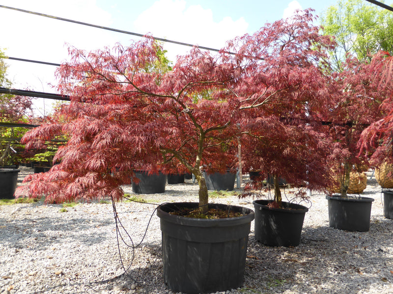 Acer Dissectum Garnet