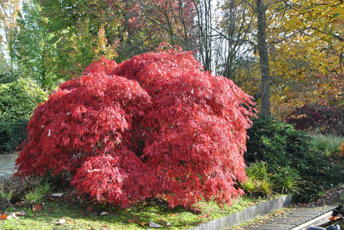 Acer Dissectum Garnet