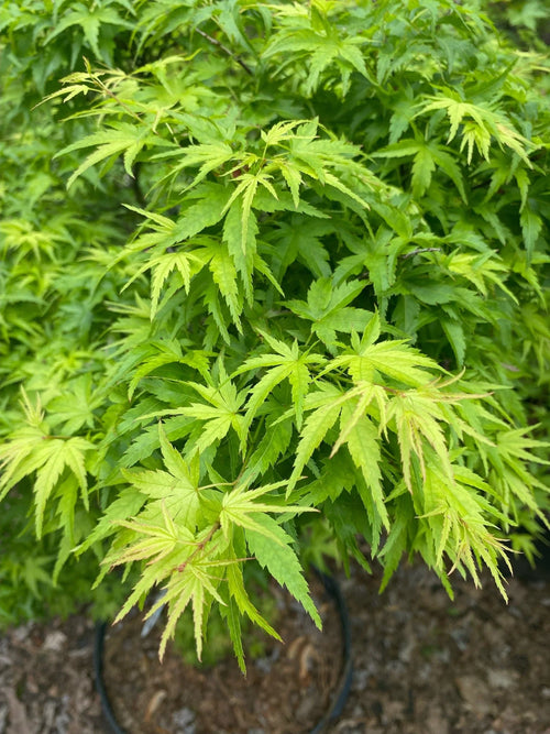 Acer Palmatum Going Green