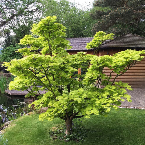 Acer Shirasawanum Jordan