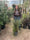 Image to render