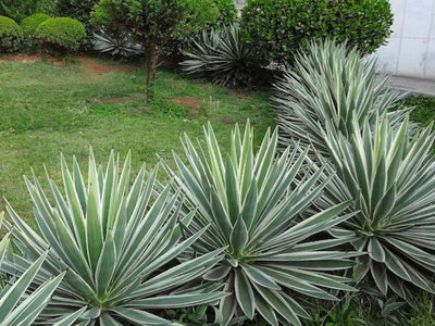 Agave panaché (Agave Variegata)