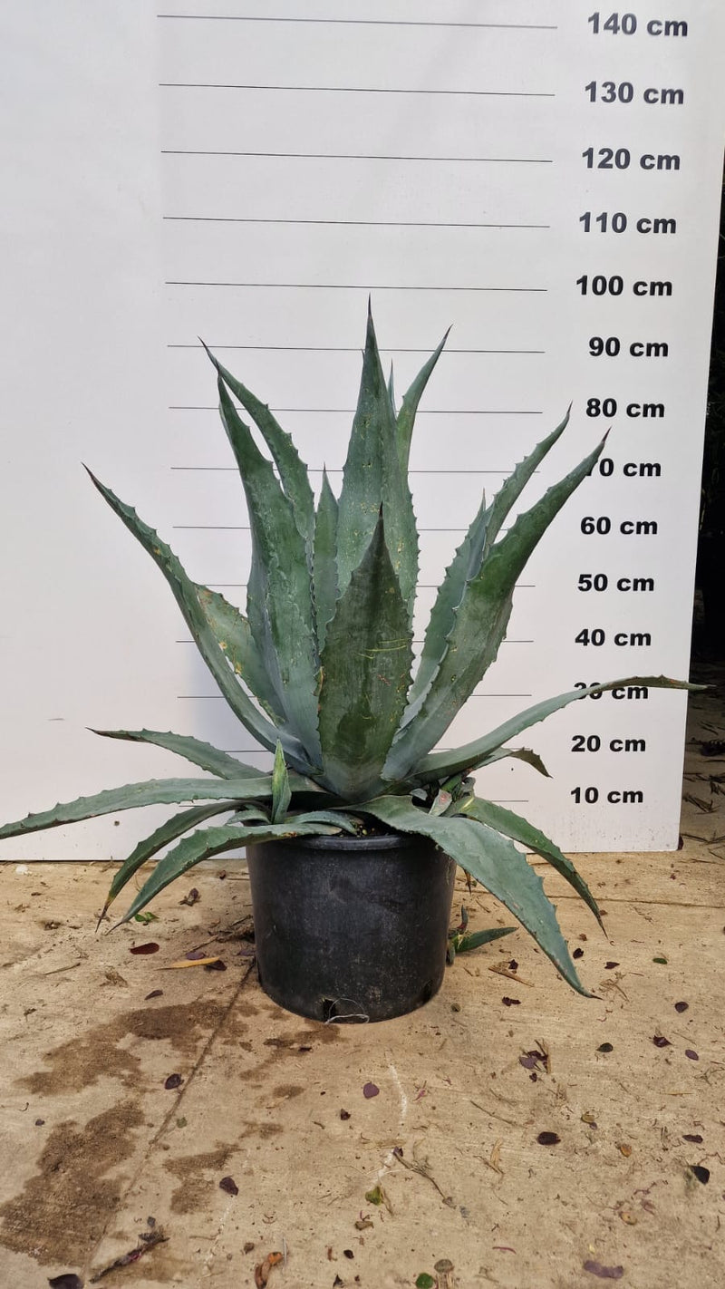 Agave (Agavaceae Americana)