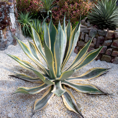 Agave panaché (Agave Variegata)