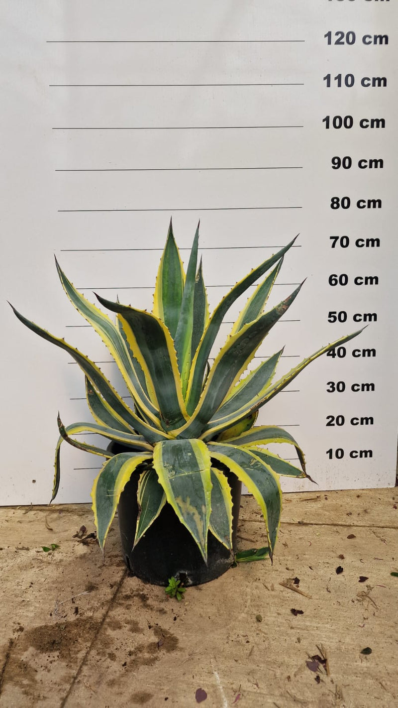 Agave (Agavaceae Americana)