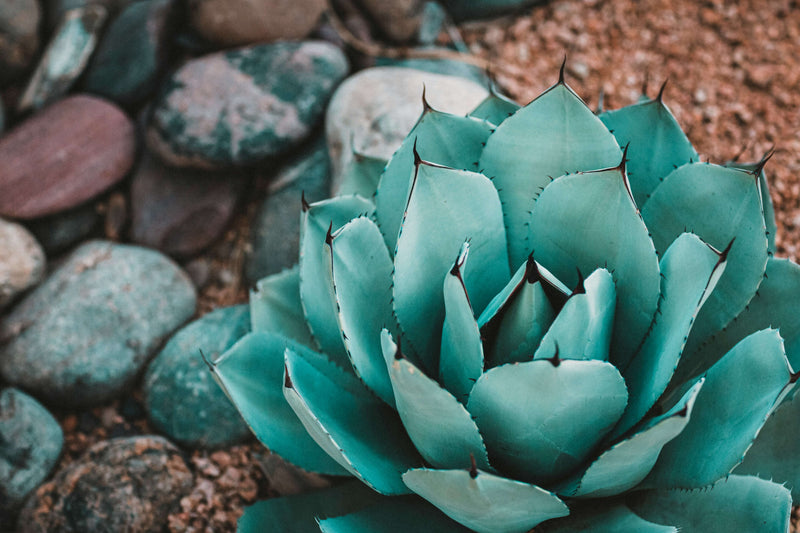 Agave (Agavaceae Americana)